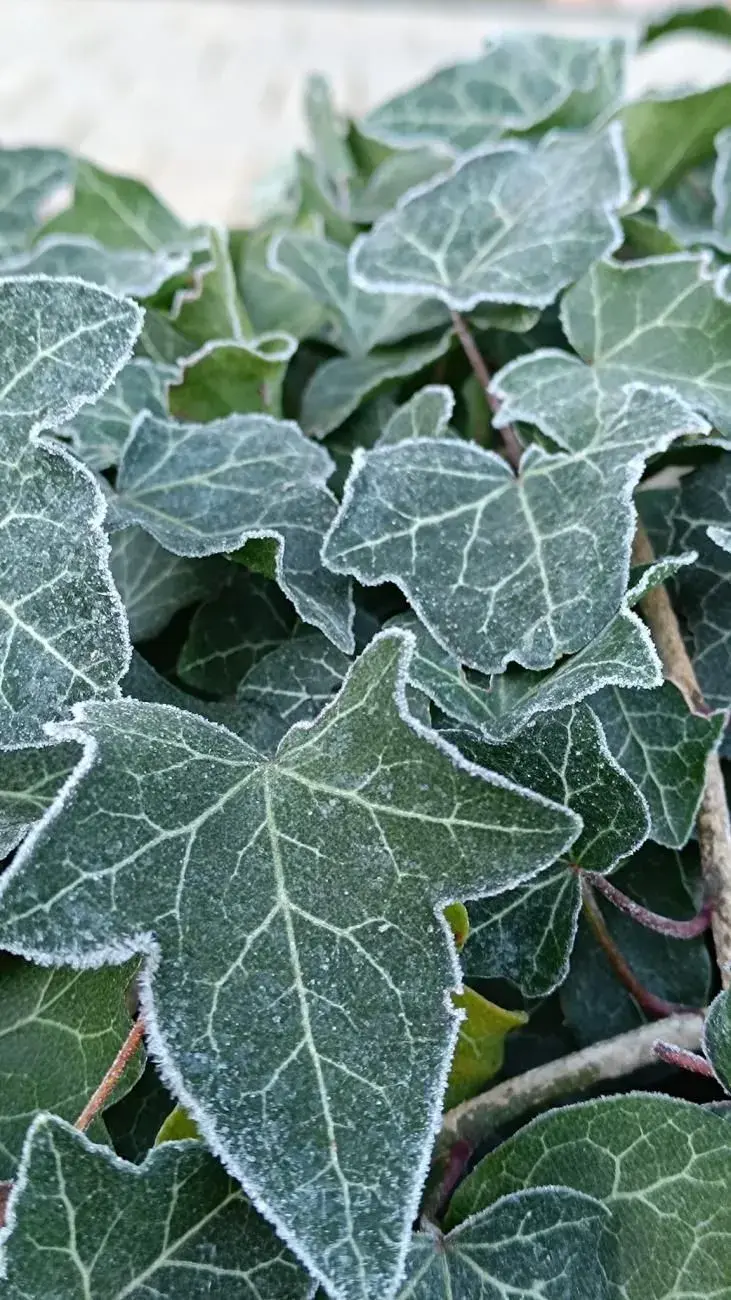 Krásy zimní zahrady