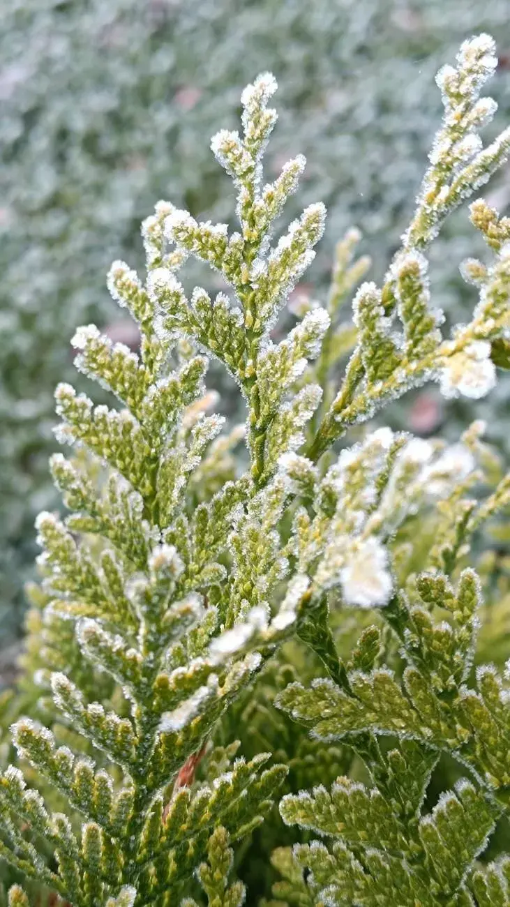 Krásy zimní zahrady