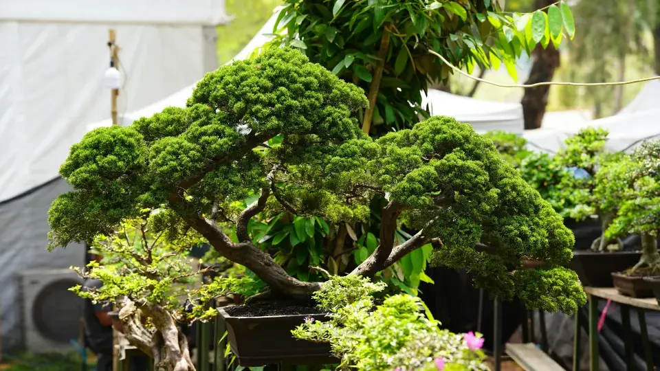 Venkovní bonsaje