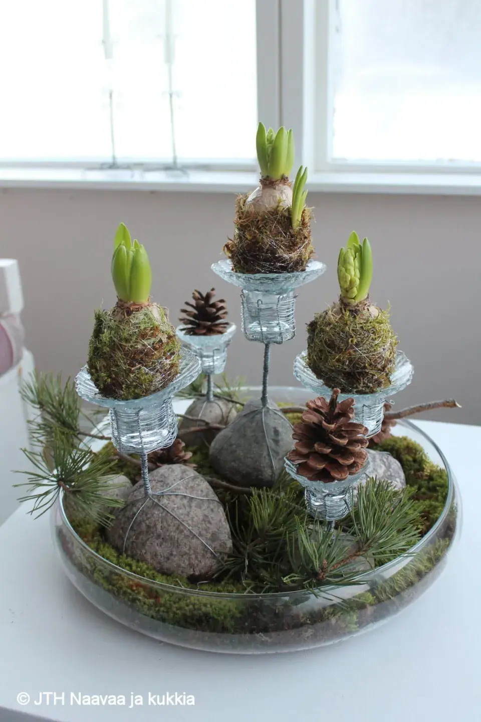 Jarní cibuloviny, které ozdobí vaše vánoční dekorace