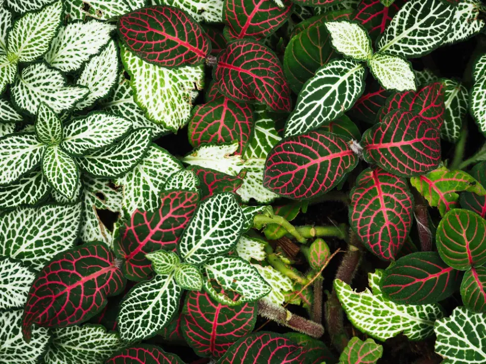 pokojovky do garsonky