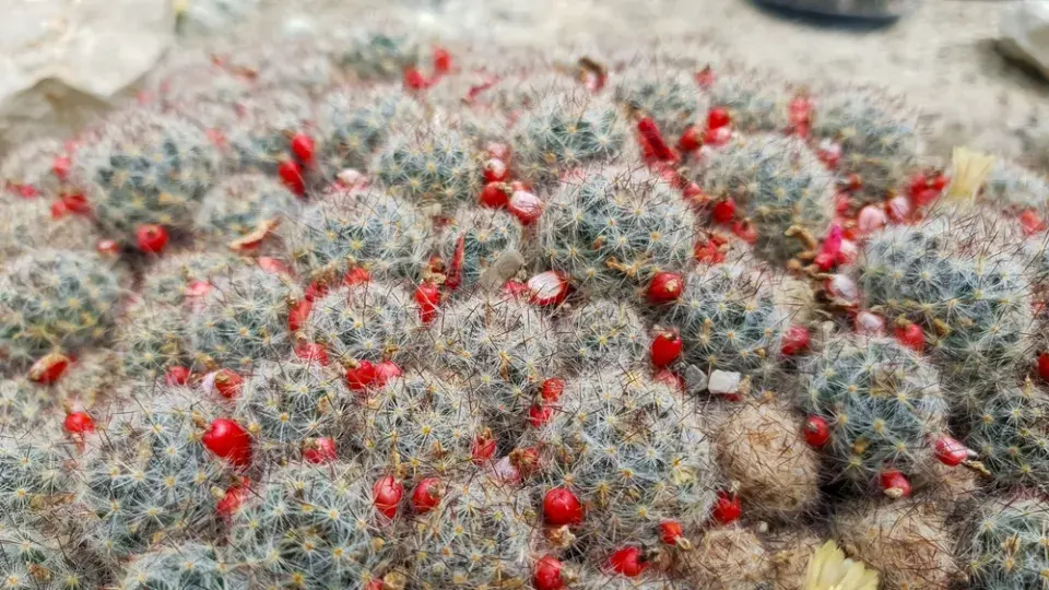 Mamilárie (Mammillaria)