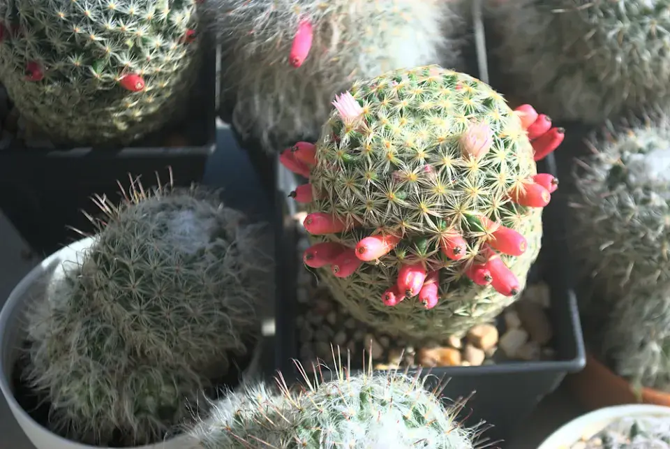 Mamilárie (Mammillaria)