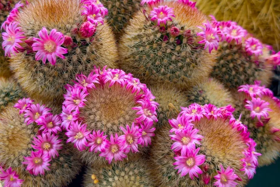Mamilárie (Mammillaria)