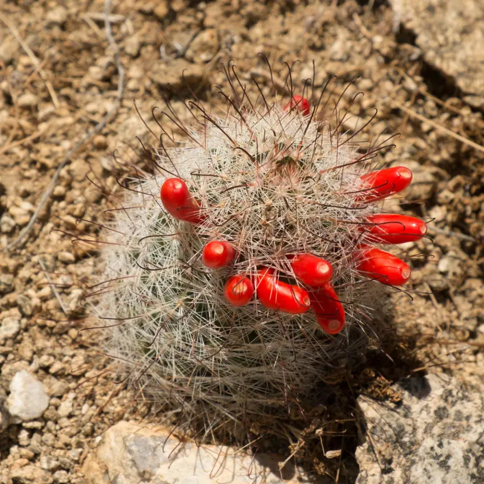 Mamilárie (Mammillaria)