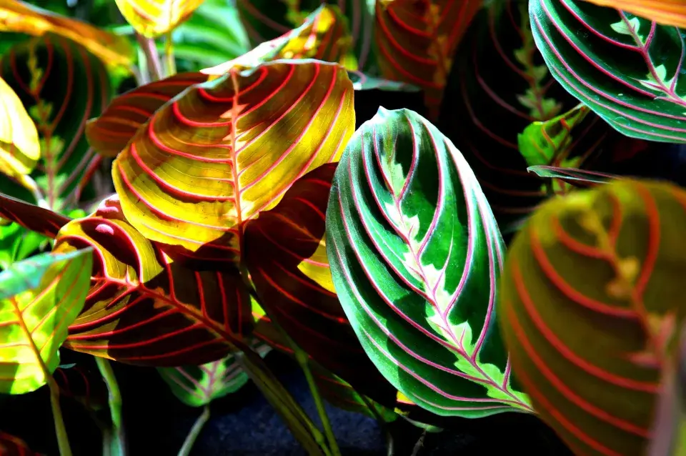Maranta (Maranta leuconeura)