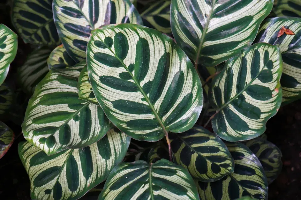 Maranta (Maranta leuconeura)