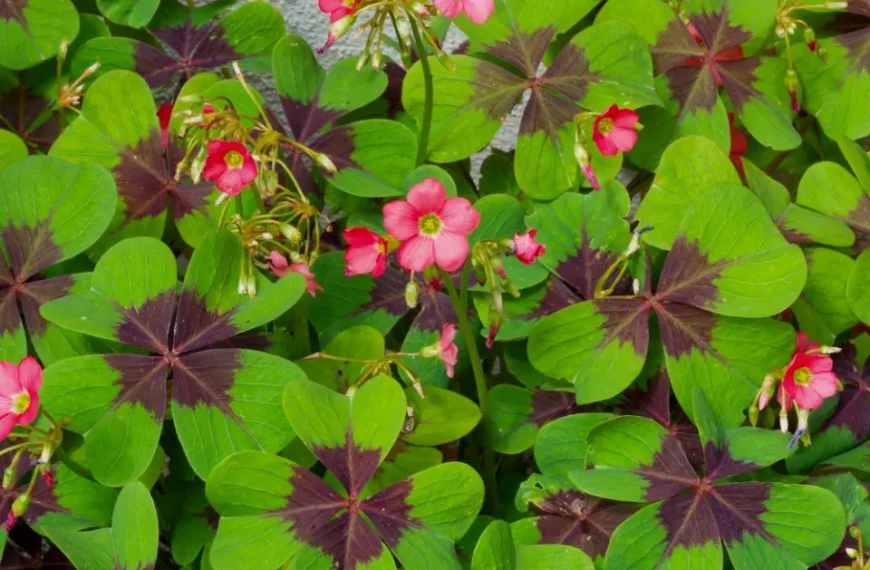 čtyřlístek, oxalis