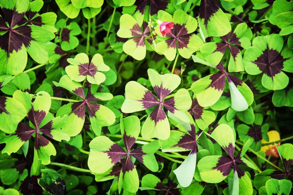čtyřlístek, oxalis