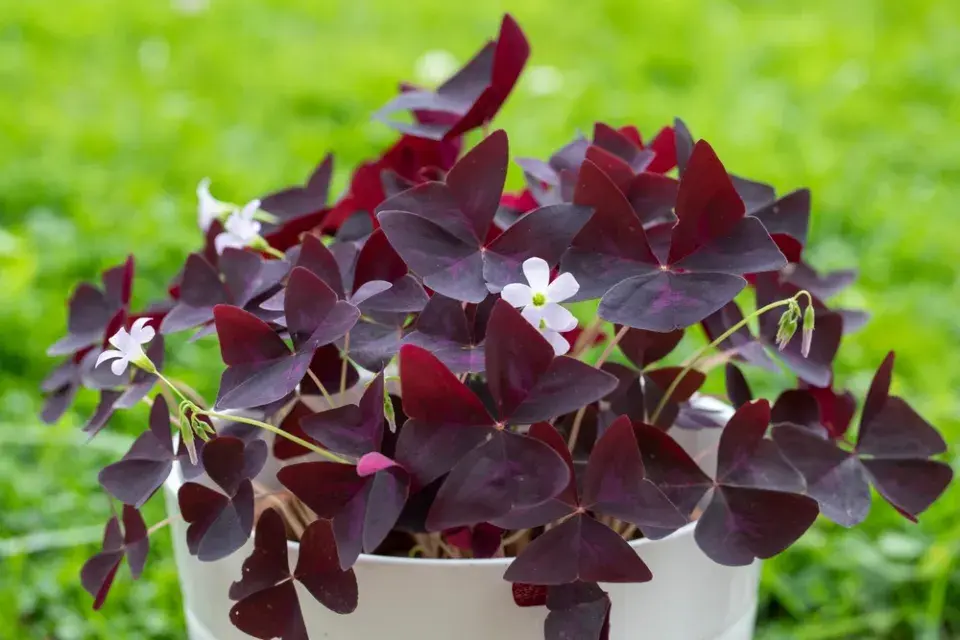 čtyřlístek, oxalis