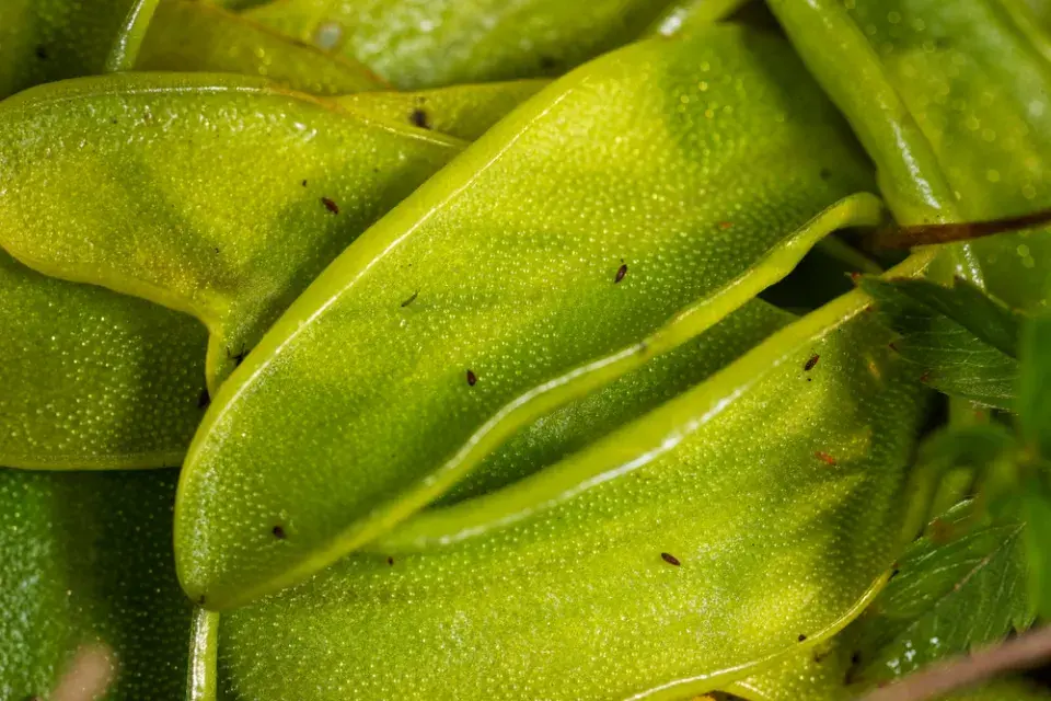 Tučnice (Pinguicula)