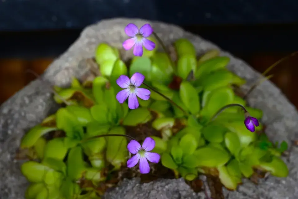 Tučnice (Pinguicula)