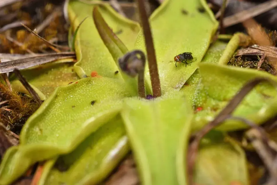 Tučnice (Pinguicula)