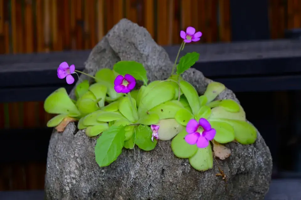 Tučnice (Pinguicula)