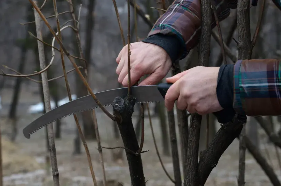 Sestřih zdivočelých okrasných keřů
