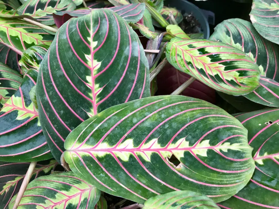 Maranta (Maranta leuconeura)