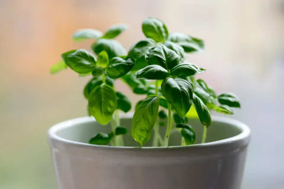 Dárek pro štěstí