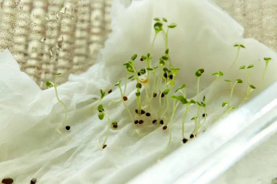 Nakličování semen