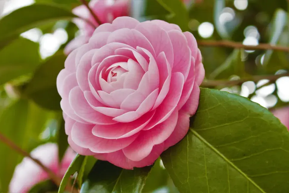 Japonská růže neboli kamélie