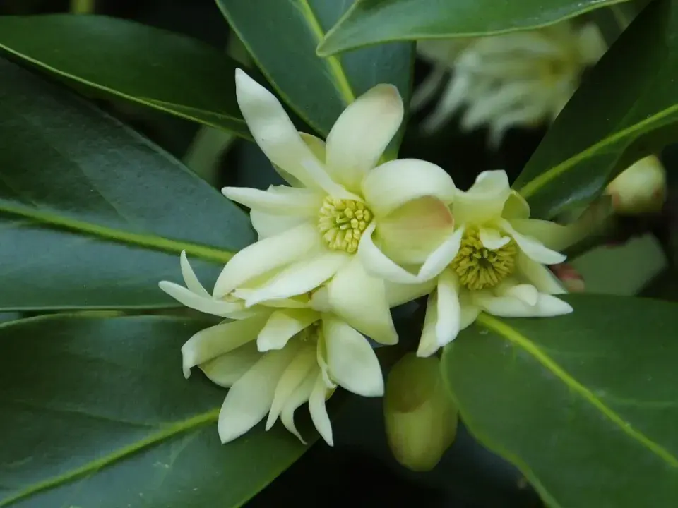 Aromatický badyáník