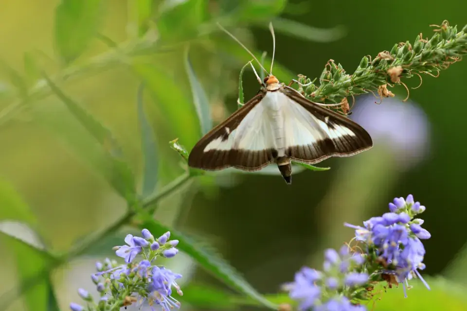 Zavíječ zimostrázový