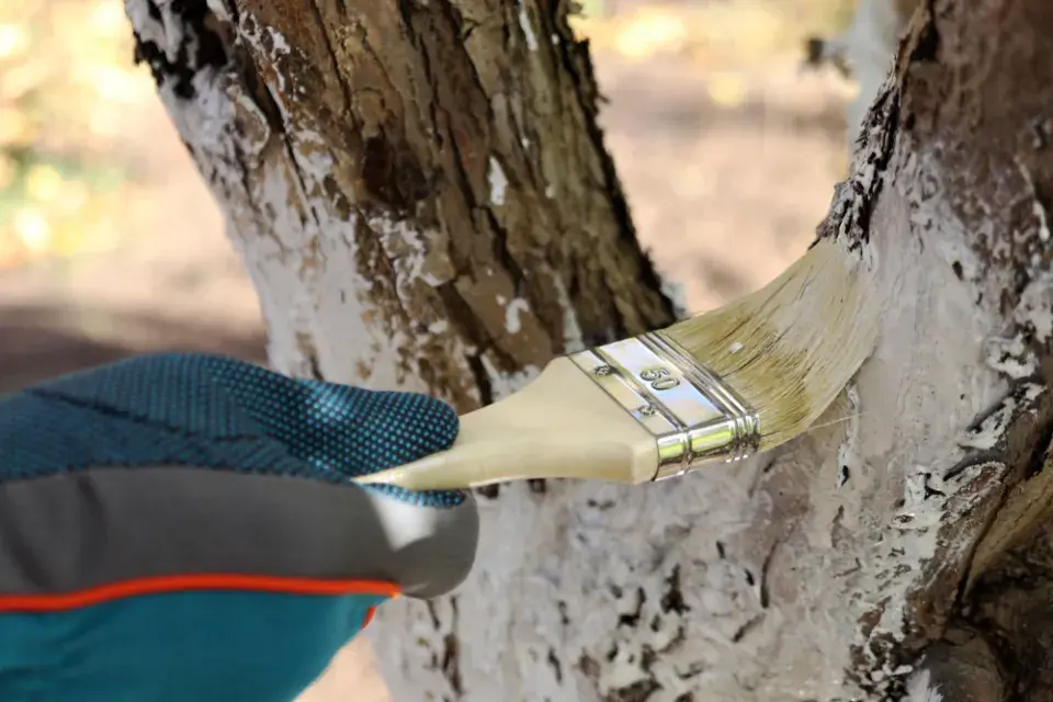 Bílení stromů ekologicky a bez chemie