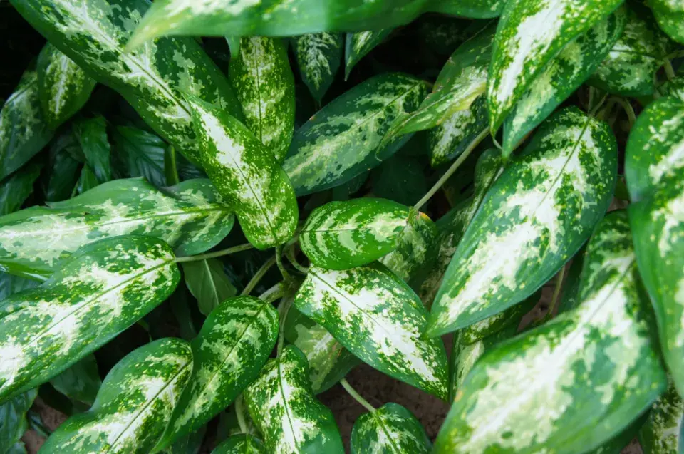 Aglaonema (Aglaonema commutatum)