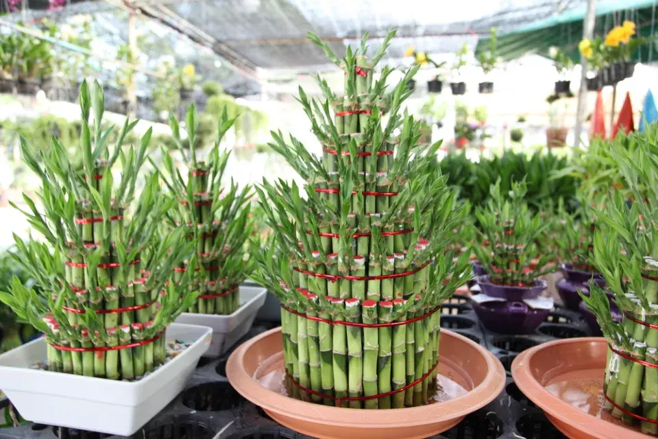 Dárek pro štěstí