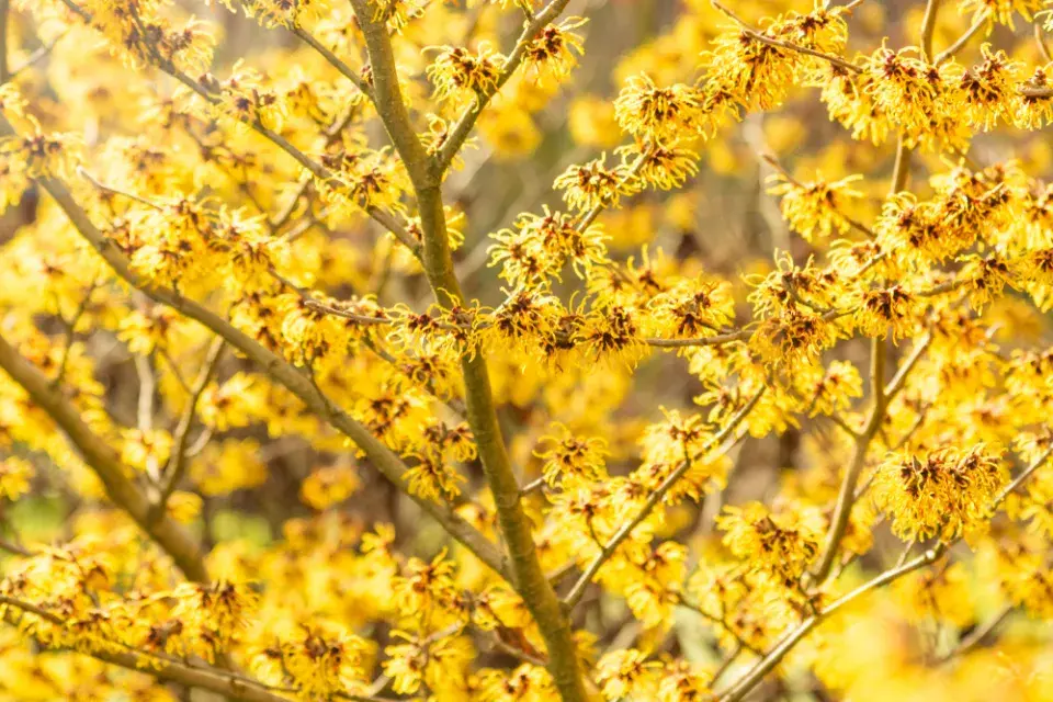 Vilíny kvetou velmi bohatě