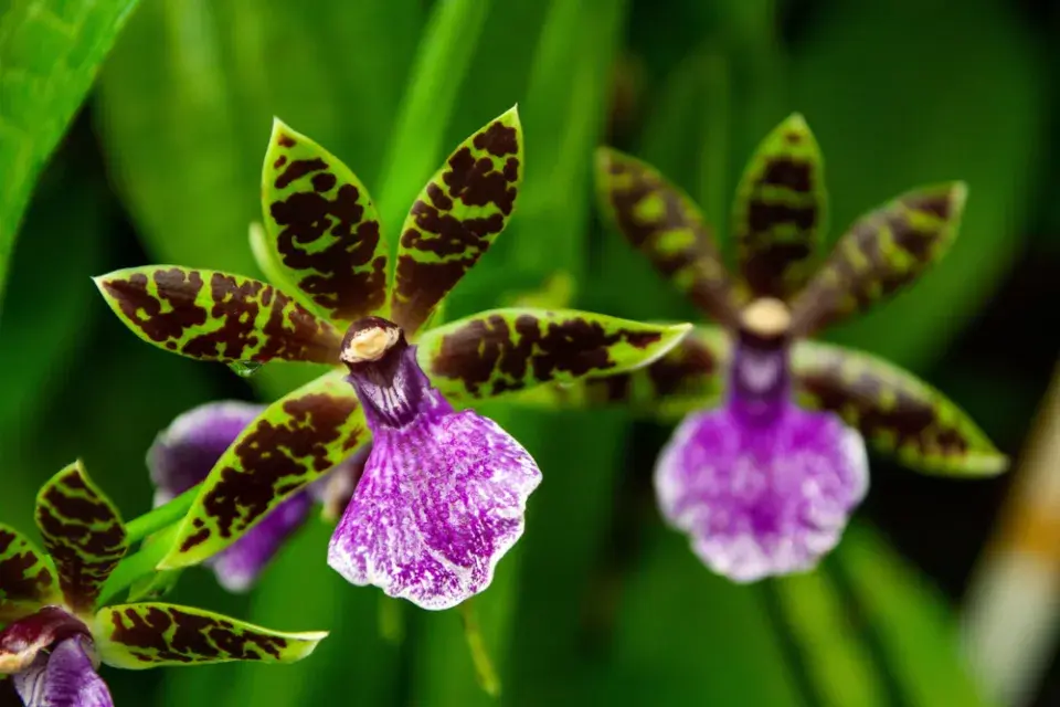 Chomoutovka (Zygopetalum) 