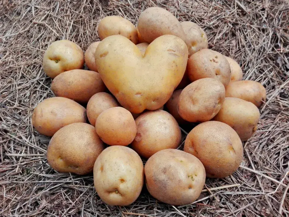 Nepoužíváte špatné brambory do salátu?