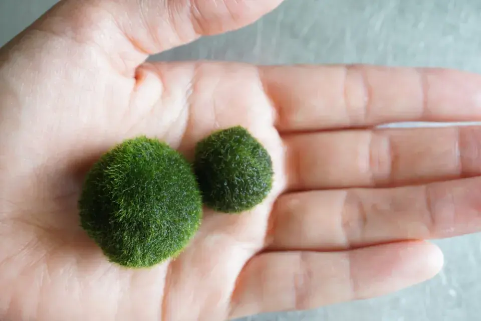 řasokoule, vánoční dárek