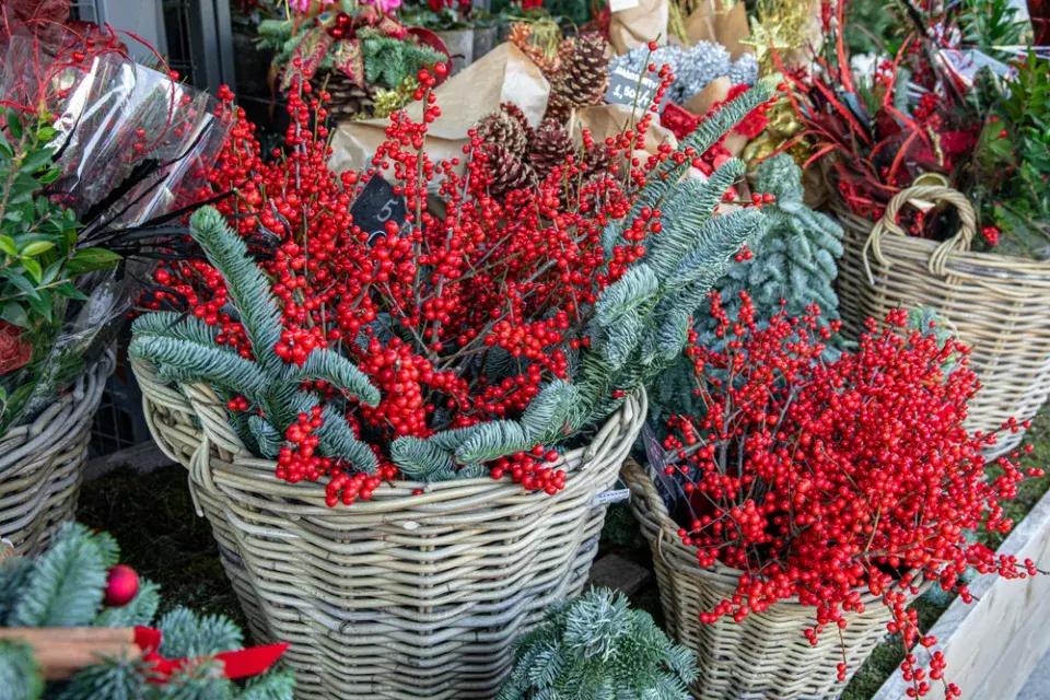 cesmína přeslenitá (Ilex verticillata)