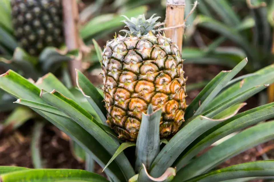 ananas