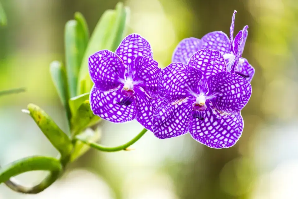 Modrá orchidej Vanda