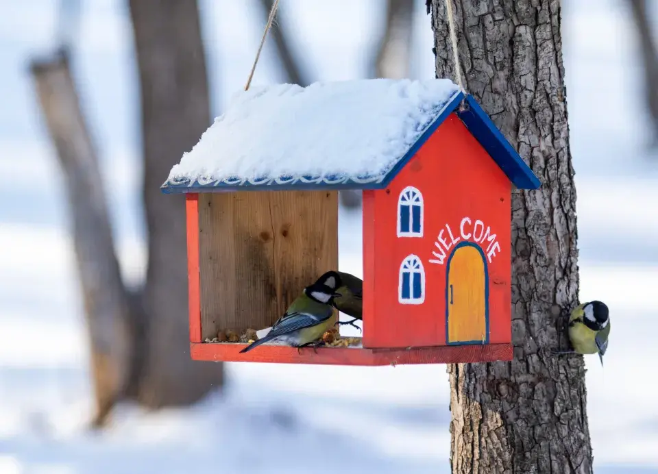 Ptáci v zimě