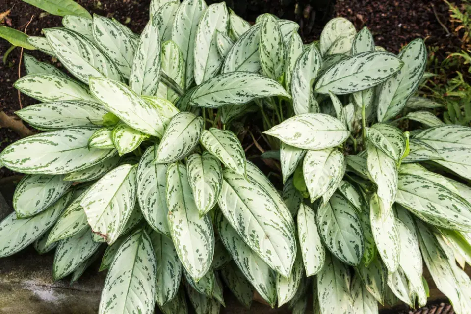 Aglaonema (Aglaonema commutatum)