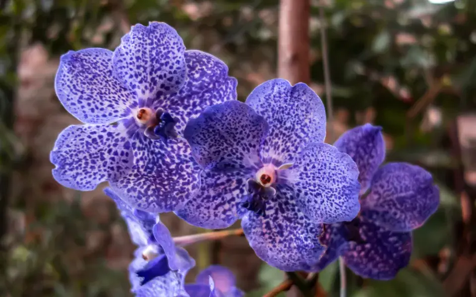 Modrá orchidej Vanda