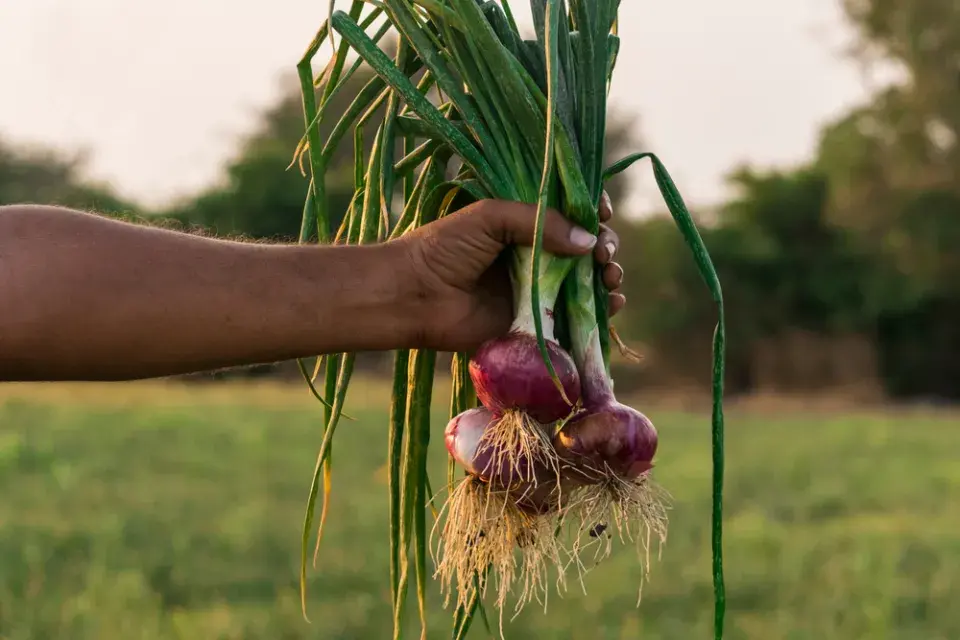 Kontrola uskladněné úrody
