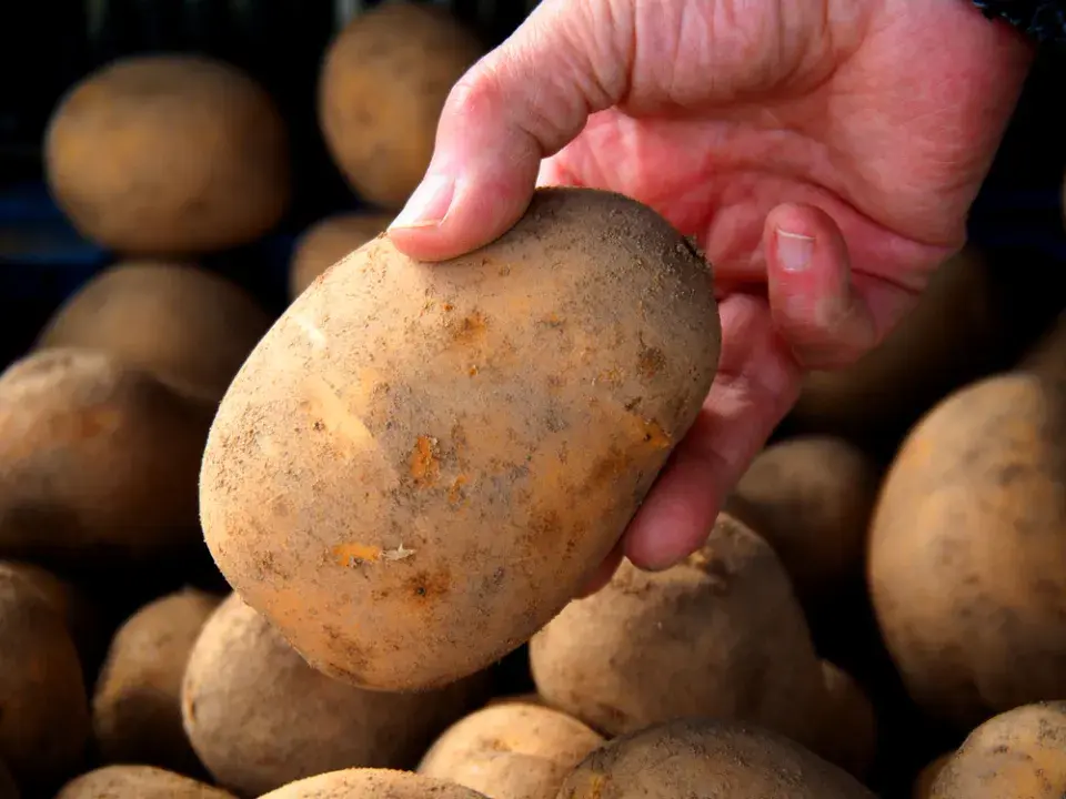 Nepoužíváte špatné brambory do salátu?