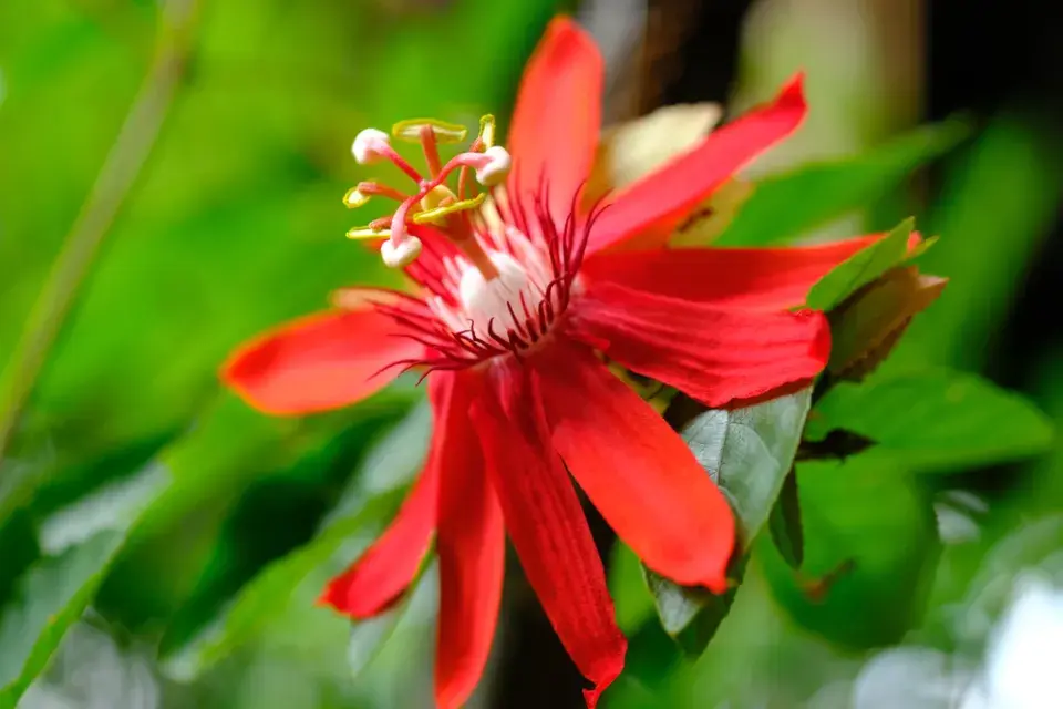 Mučenka révolistá