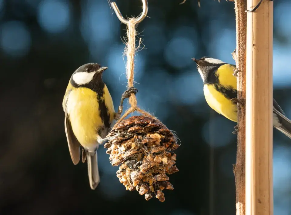 Vánoční krmítka pro ptáky