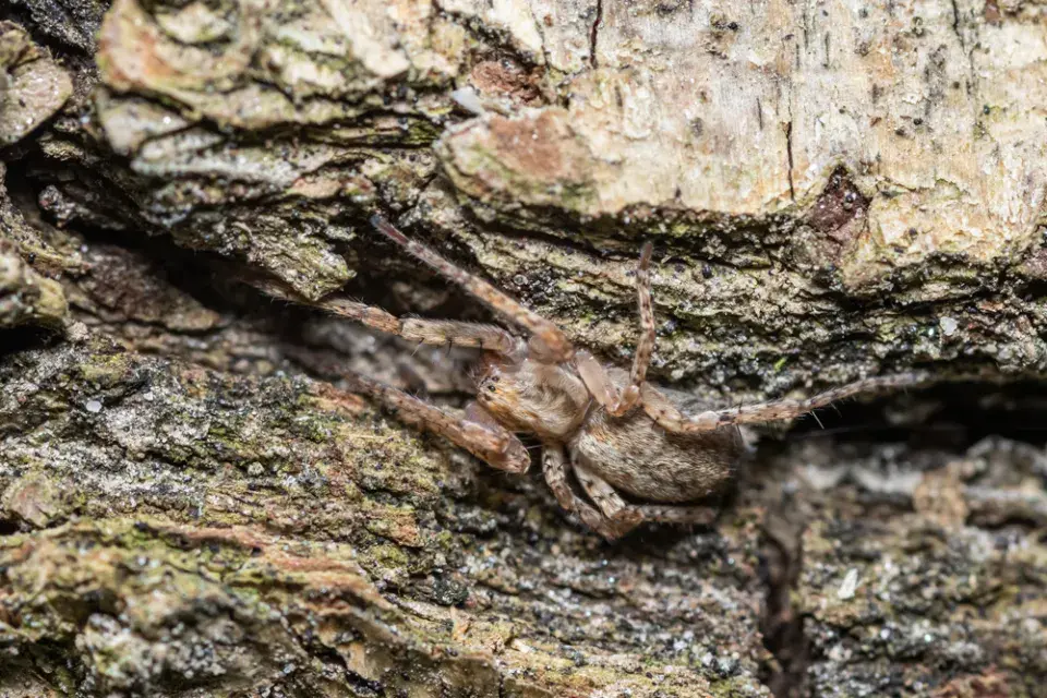 Užitečný pavouk šplhalka keřová