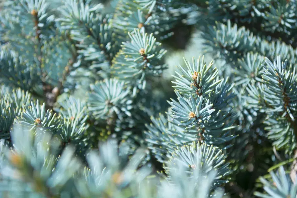 Jak vybrat vánoční stromek