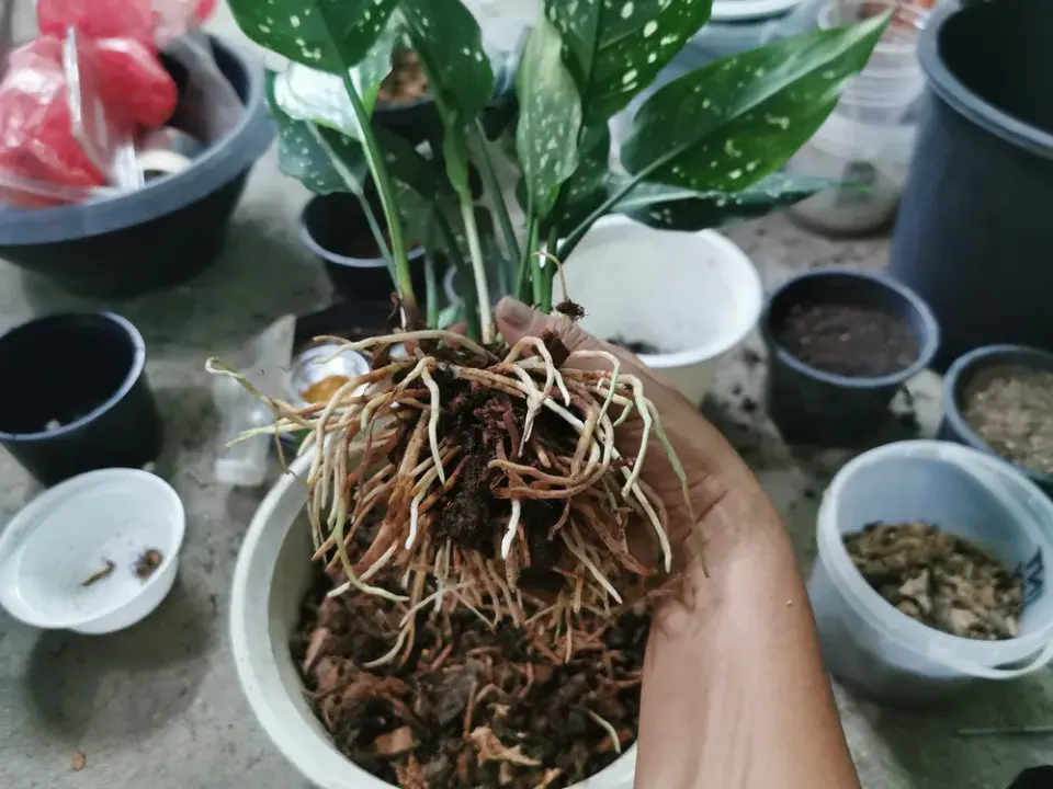 Aglaonema (Aglaonema commutatum)