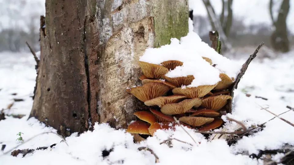 Houby naleznete i v mrazu. Neuvěřitelné zimní úlovky z lesa i parků