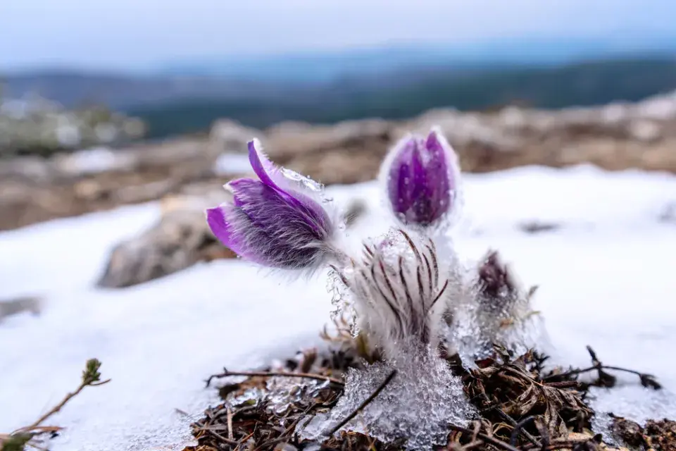 Krásy zimní zahrady