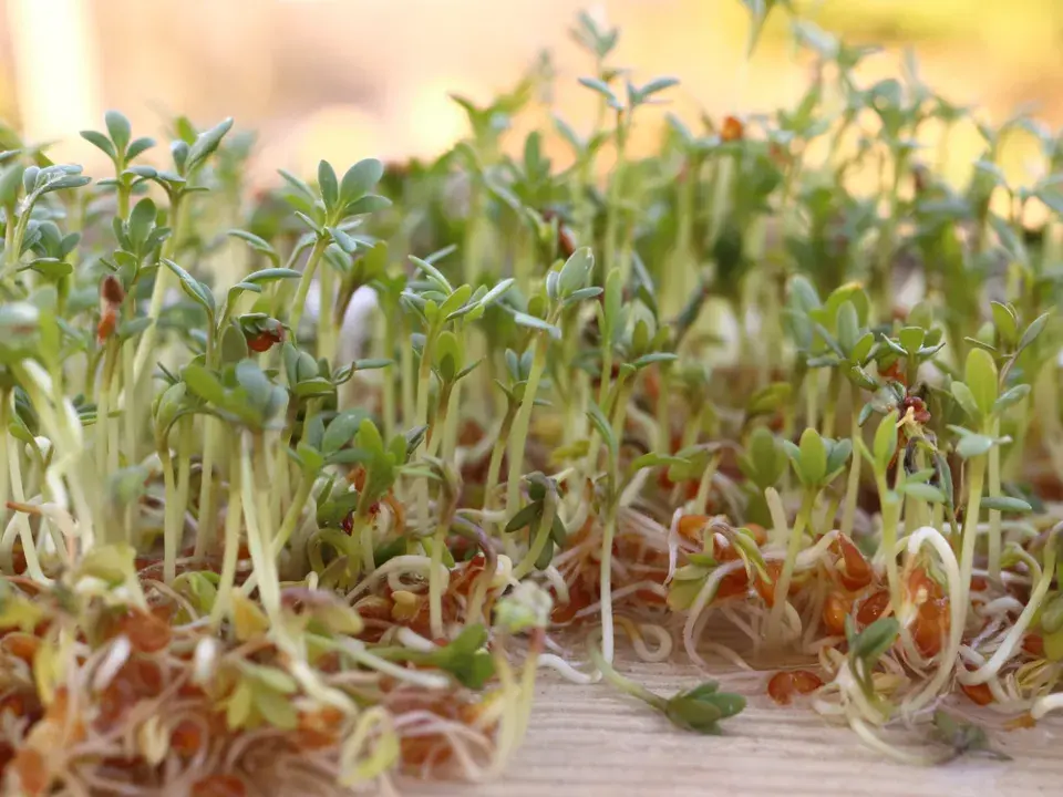 Nakličování semen