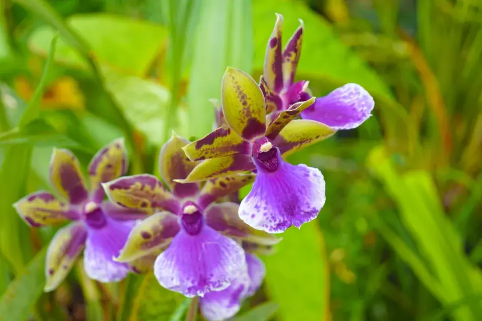 Chomoutovka (Zygopetalum) 