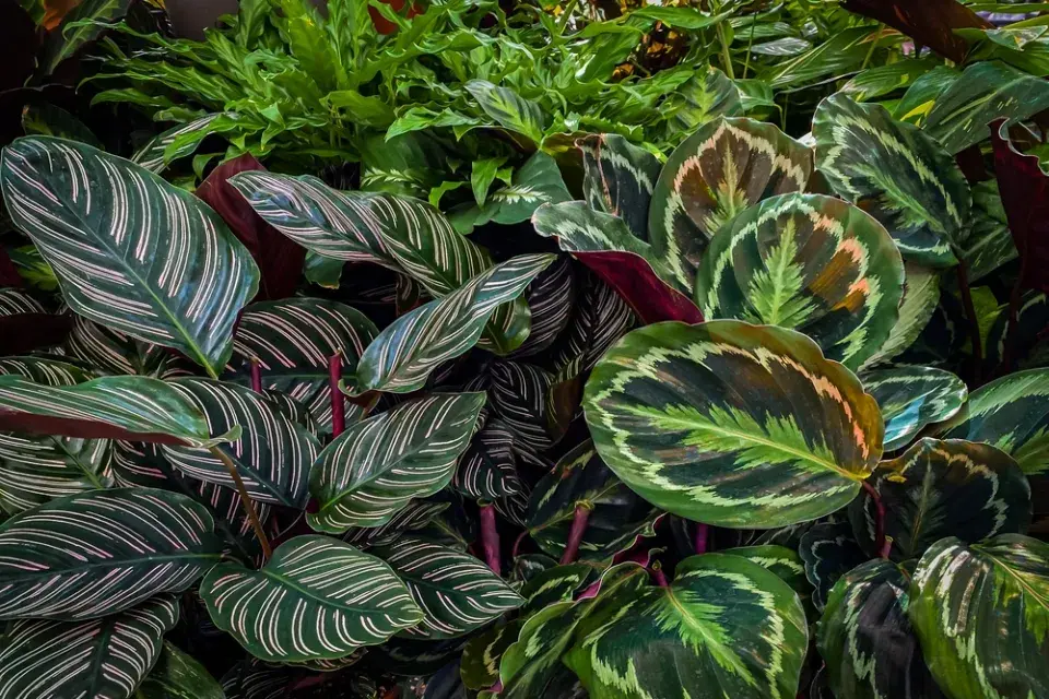 Maranta (Maranta leuconeura)